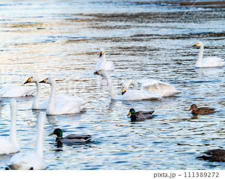 首都圏の荒川で越冬する優雅で美しい白鳥の群れ 111389272