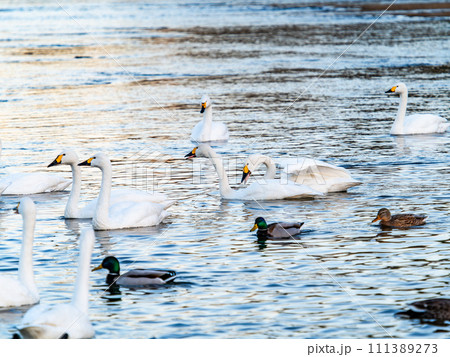 首都圏の荒川で越冬する優雅で美しい白鳥の群れ 111389273