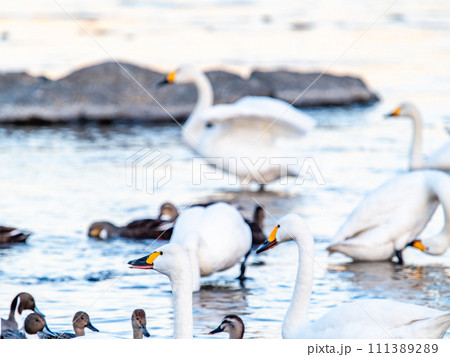 首都圏の荒川で越冬する優雅で美しい白鳥の群れ 111389289