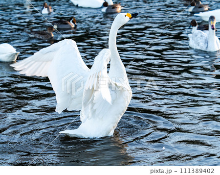 首都圏の荒川で越冬する優雅で躍動的な白鳥の羽ばたき 111389402