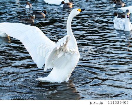 首都圏の荒川で越冬する優雅で躍動的な白鳥の羽ばたき 111389403