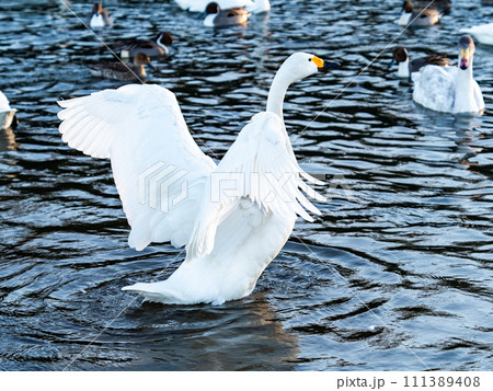 首都圏の荒川で越冬する優雅で躍動的な白鳥の羽ばたき 111389408