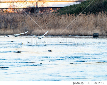 首都圏の荒川で越冬する白鳥 夕方の優雅な飛翔 首都圏の荒川で越冬する白鳥 夕方の優雅な飛翔 111389437