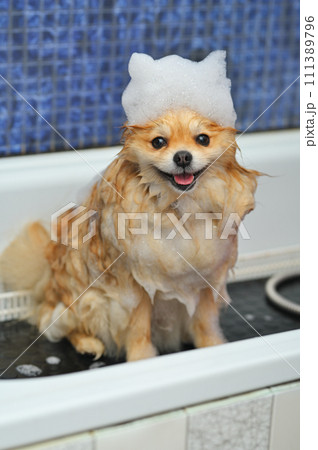 A Pomeranian dog with soap foam on his head is bathing in the bathroom at a specialized dog care salon. Pet care. 111389796