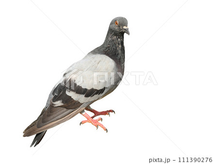 Pigeon isolated on white background 111390276