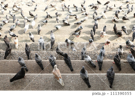 Crowd of pigeons on cement steps. 111390355