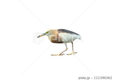 Javan pond heron isolated on white background 111390362