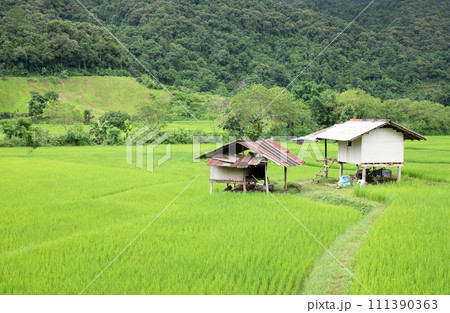Top view of terrace rice field with old hut at Nan province, Thaoland. Top view of terrace rice field with old hut at Nan province, Thaoland. 111390363