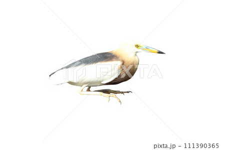 Javan pond heron isolated on white background 111390365