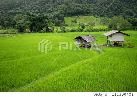 Top view of terrace rice field with old hut at Nan province, Thaoland. Top view of terrace rice field with old hut at Nan province, Thaoland. 111390402