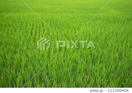 Green paddy field at countryside in Nan province, northern of Thailand. Green paddy field at countryside in Nan province, northern of Thailand. 111390406