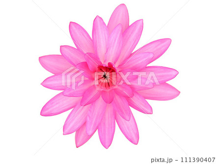 Pink Hairy water lily on transparent background. Nymphaea lotus. Pink Hairy water lily on transparent background. Nymphaea lotus. 111390407