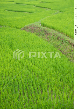 Green paddy field at countryside in Nan province, northern of Thailand. 111390408