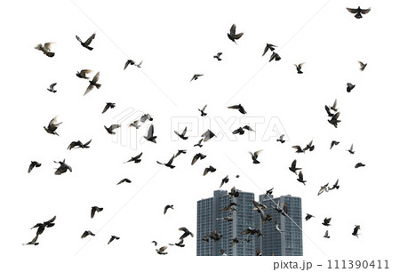 Silhouettes of pigeons in flight with building in background. Silhouettes of pigeons in flight with building in background. 111390411