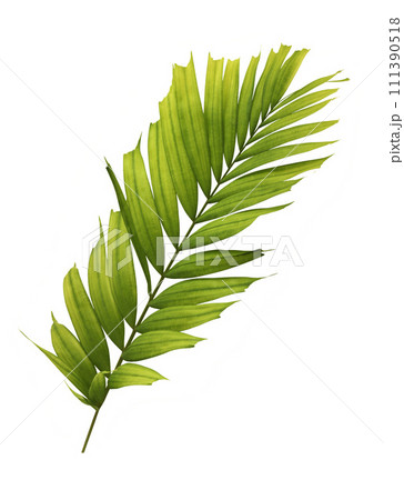 Green palm leaf isolated on white background 111390518