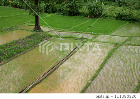 Top view of tree among green rice field at Nan province, northern of Thaoland. 111390520