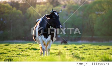 Milk cow grazing on green farm pasture on summer day. Feeding of cattle on farmland grassland Milk cow grazing on green farm pasture on summer day. Feeding of cattle on farmland grassland 111390574