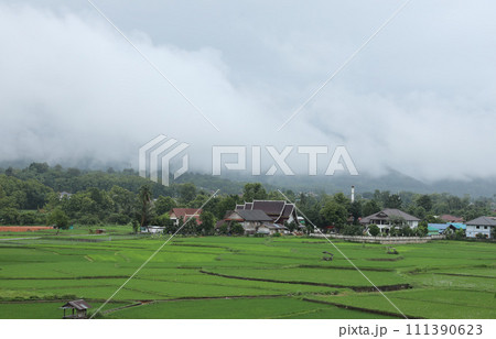 Green rice fields with fog over the hills background in the morning in Nan province,Thailand. 111390623