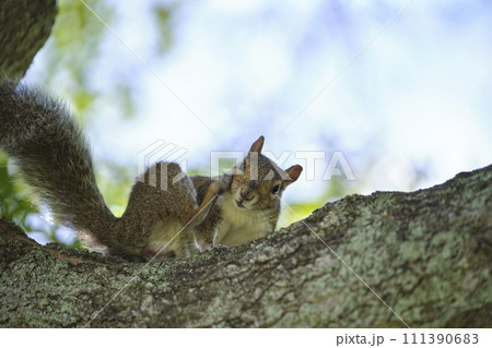 Beautiful wild gray squirrel climbing tree trunk in summer town park Beautiful wild gray squirrel climbing tree trunk in summer town park 111390683