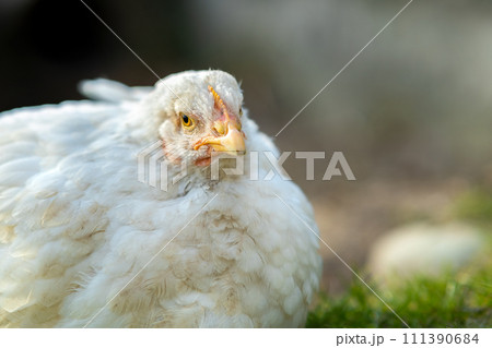 Hen feed on traditional rural barnyard. Close up of white chicken sitting on barn yard with green grass. Free range poultry farming concept. 111390684