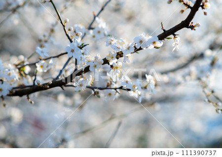 Fruit tree twigs with blooming white and pink petal flowers in spring garden. Fruit tree twigs with blooming white and pink petal flowers in spring garden. 111390737