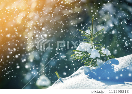 Small pine tree with green needles covered with deep fresh clean snow on blurred blue copy space background. Merry Christmas and Happy New Year greeting postcard. 111390818