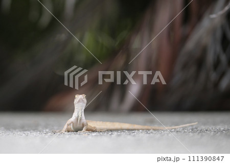 Macro closeup of blown alone lizard warming on summer sun. Anolis sagrei small reptile in native to Florida USA Macro closeup of blown alone lizard warming on summer sun. Anolis sagrei small reptile in native to Florida USA 111390847
