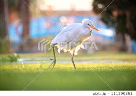 White cattle egret wild bird, also known as Bubulcus ibis walking on green lawn in summer 111390861