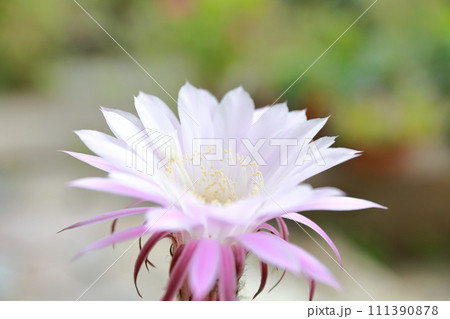 サボテンの花の生命の輝き サボテンの花の生命の輝き 111390878