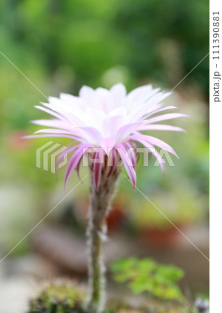 サボテンの花の生命の輝き サボテンの花の生命の輝き 111390881