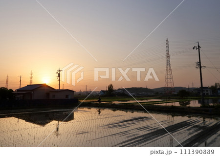 夕方オレンジ色に染まる水田 のどかな風景 夕方オレンジ色に染まる水田 のどかな風景 111390889