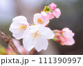 桜013 111390997