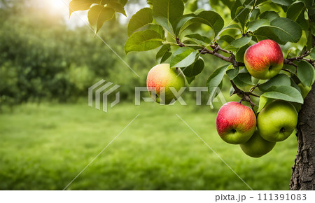 Green apple-laden tree focal point, lush garden 111391083