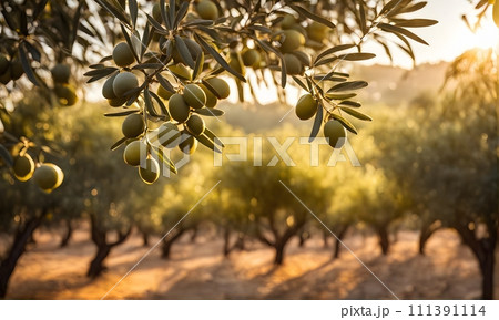 Olive branch with ripe olives in sunlight 111391114