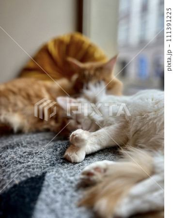 Cute ginger cat and white cat sleeping on the couch at home. Shallow depth of field. Selective focus. 111391225
