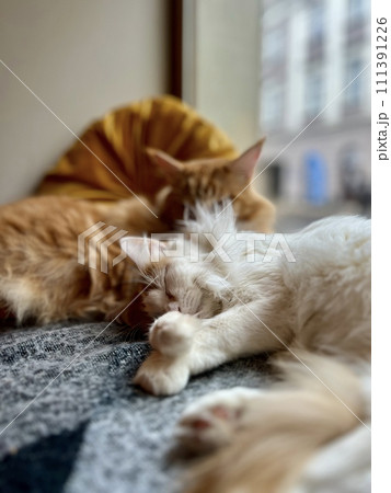 Cute ginger cat and white cat sleeping on the couch at home. Shallow depth of field. Selective focus. Cute ginger cat and white cat sleeping on the couch at home. Shallow depth of field. Selective focus. 111391226