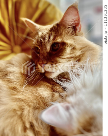Cute ginger cat and white cat sleeping on the couch at home. Shallow depth of field. Selective focus. Cute ginger cat and white cat sleeping on the couch at home. Shallow depth of field. Selective focus. 111391235