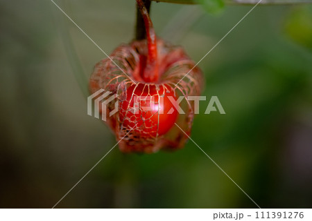 Physalis alkekengi Physalis alkekengi 111391276