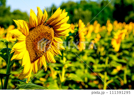 Sunflower, Helianthus 111391295