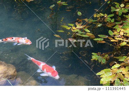 元気に泳ぐ鯉(あじさい寺、三光寺 岐阜県 山形市) 元気に泳ぐ鯉(あじさい寺、三光寺 岐阜県 山形市) 111391445
