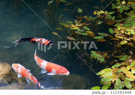 元気に泳ぐ鯉(あじさい寺、三光寺 岐阜県 山形市) 元気に泳ぐ鯉(あじさい寺、三光寺 岐阜県 山形市) 111391446