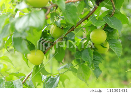 木にみのる梅の実 111391451