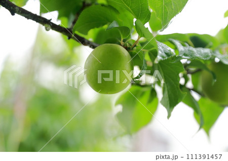 木にみのる梅の実 111391457