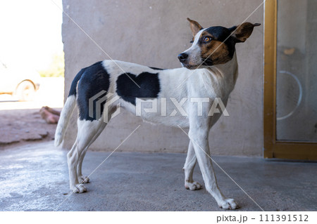 メキシコの売店前でたたずむ野良犬 111391512