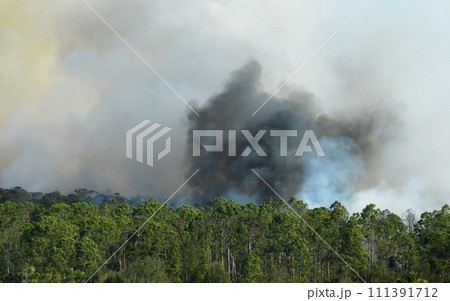 Dangerous wildfire burning severely in Florida jungle woods. Hot flames in dense forest. Toxic smoke polluting atmosphere 111391712