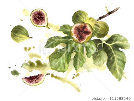Branch of juicy overripe burst green figs with leaves and whole fruit on watercolor stains splashes background. Food plant clipart for card jam label sticker price tag Hand drawn illustration Isolated Branch of juicy overripe burst green figs with leaves and whole fruit on watercolor stains splashes background. Food plant clipart for card jam label sticker price tag Hand drawn illustration Isolated 111392349