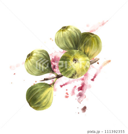 Ripe, juicy green figs whole fruit on watercolor stain splashes background. Food, plant clipart for card, jam label, sticker, price tag, logo. Hand drawn illustration. Isolated on white background 111392355