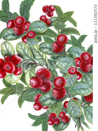 Bouquet with mint sprigs and lingonberries. Peppermint, forest ripe berries. Fragrant greens and juicy red cranberry. Watercolor illustration. For card design, print, package 111392573