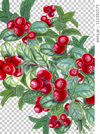 Bouquet with mint sprigs and lingonberries. Peppermint, forest ripe berries. Fragrant greens and juicy red cranberry. Watercolor illustration. For card design, print, package 111392573