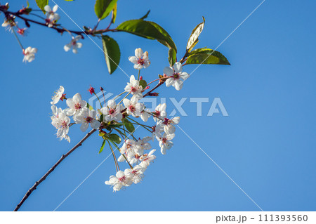 Cherry blossom, white flowers are on branches under blue sky on a sunny day 111393560